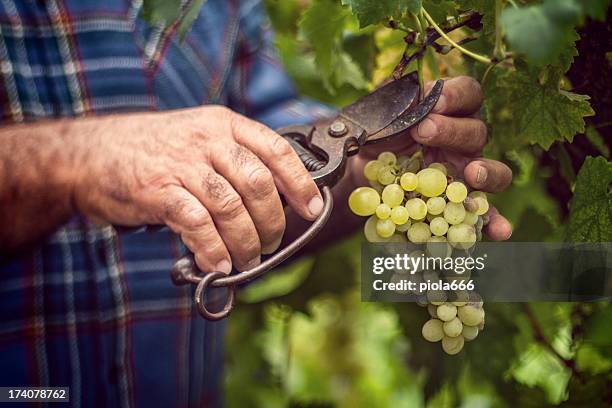 grapes harvesting and picking up - olive tree hand stock pictures, royalty-free photos & images