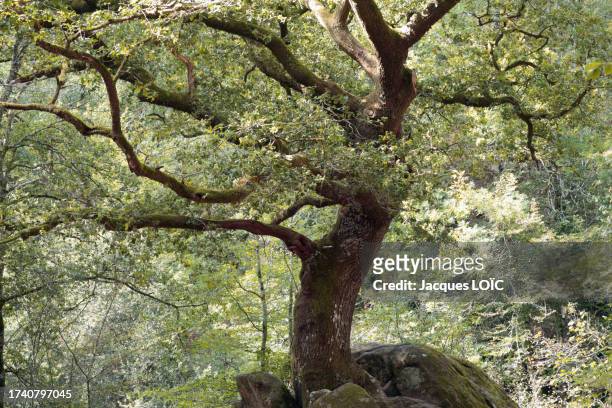 france, saint-junien, 87, oak tree in the glane valley, corot site - haute vienne stock pictures, royalty-free photos & images