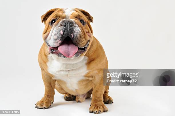 bulldog sitting, white background studio shot - bulldog stockfoto's en -beelden