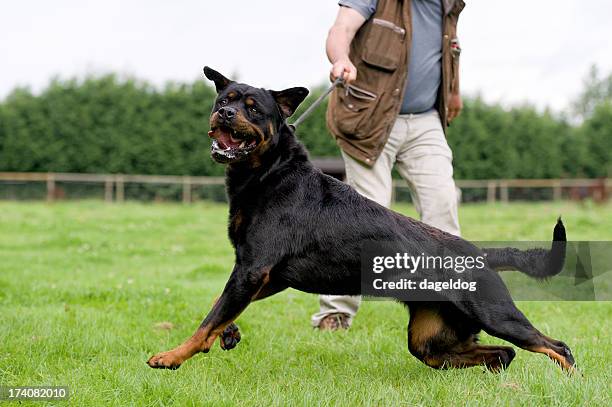 perro peligrosos - rottweiler fotografías e imágenes de stock