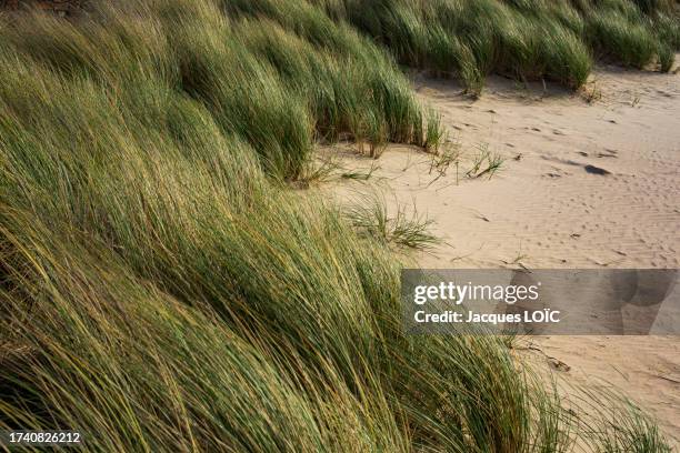 france, la bernerie-en-retz, 44, dune, lee grass - sediment stock-fotos und bilder