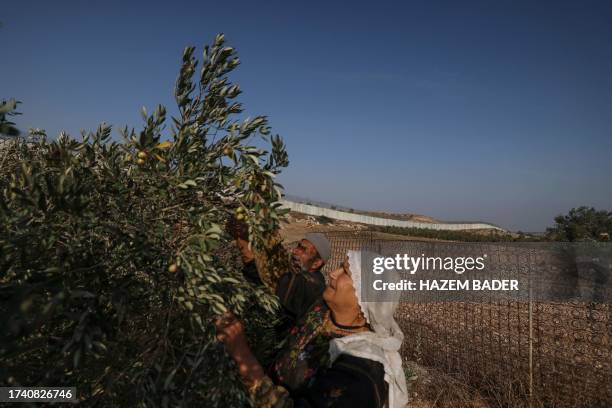 Palestinians pick their olives during harvest season in a field near the controversial Israeli separation wall in the village of Beit Awwa west of...