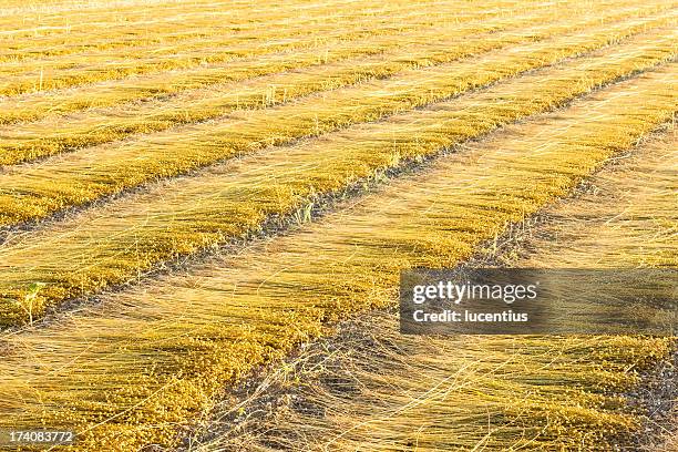 field of cut flax in france - flax plant stock pictures, royalty-free photos & images