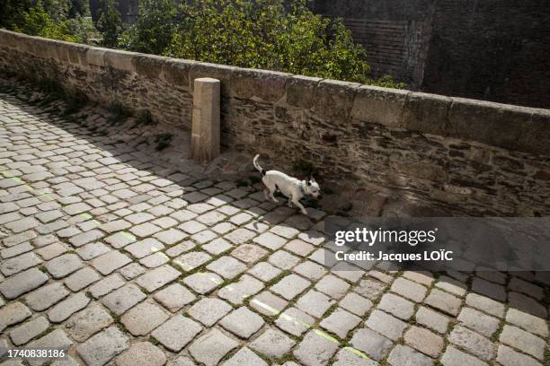 france, nantes, 44, rue premion, small dog passing in the shade of a low wall, sept 2023 - dog heatwave stock pictures, royalty-free photos & images