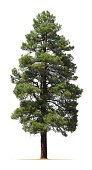 Ponderosa pine tree isolated on white background