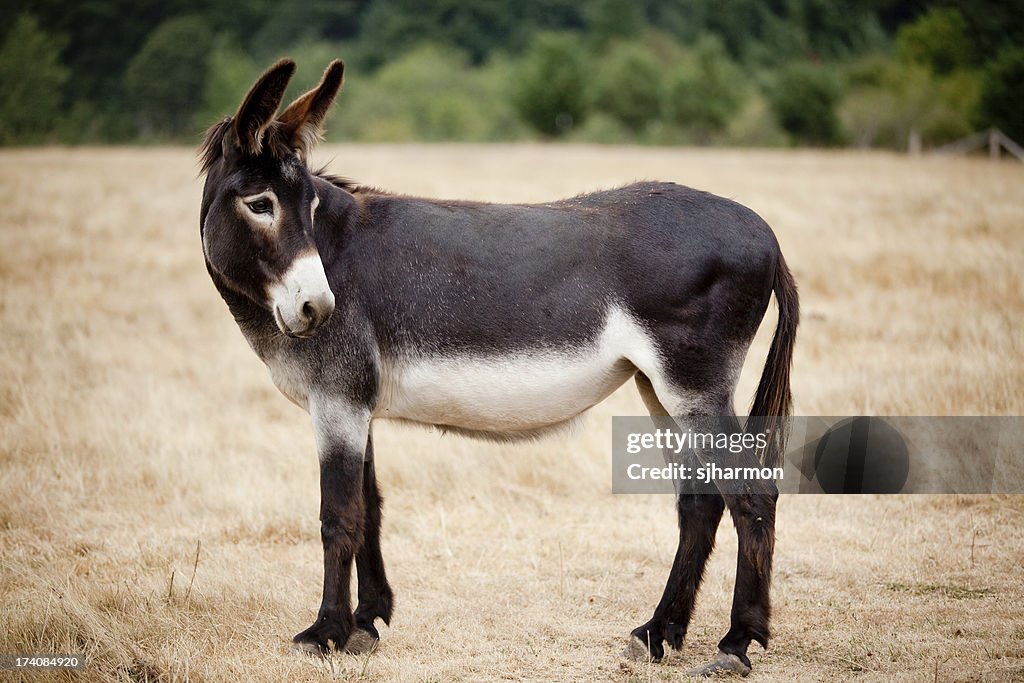 Casual mula Burro de pé em um Prado ou pasto ao ar livre