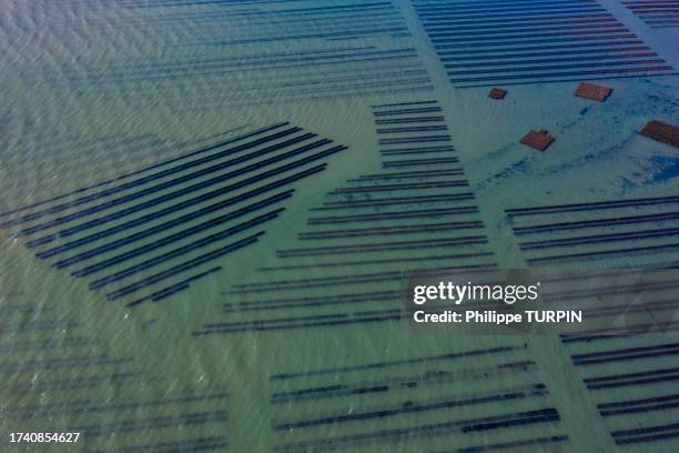 france, manche, cotentin. saint-vaast-la-hougue. oyster beds - cotentin stock pictures, royalty-free photos & images