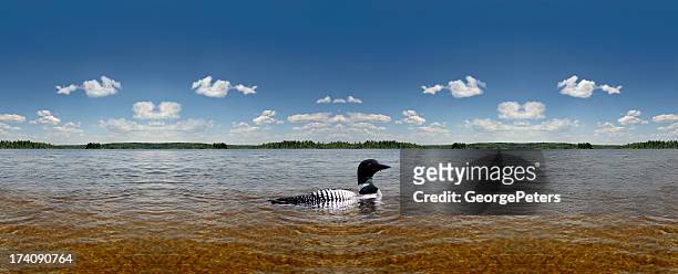 common loon, sky, water panorama - boundary waters canoe area stock pictures, royalty-free photos & images