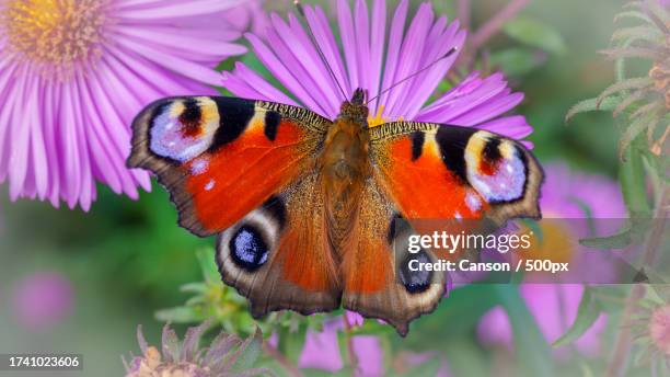 close-up of butterfly pollinating on purple flower - paon de jour photos et images de collection