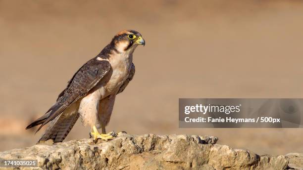 close-up of eagle of prey perching on rock - alfaneque imagens e fotografias de stock