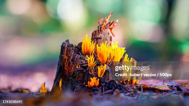 close-up of wilted flower on field,ecouves,normandy,france - pénombre 個照片及圖片檔