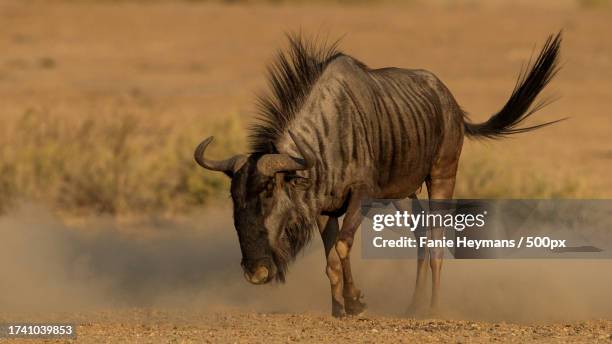 side view of rhinoceros standing on field - blue wildebeest stock pictures, royalty-free photos & images