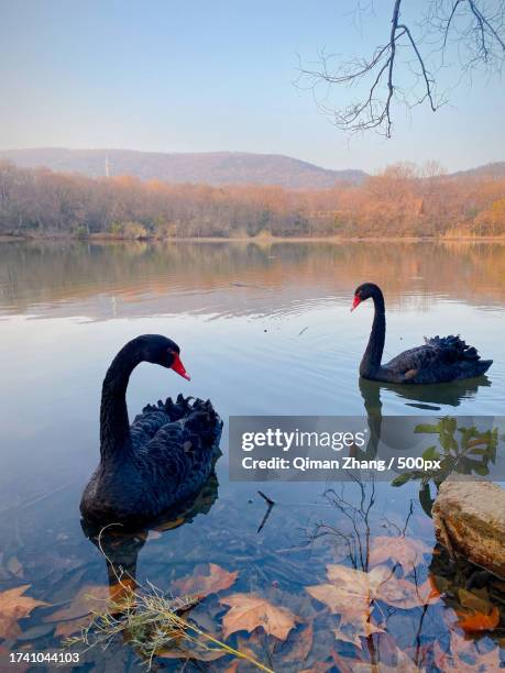 two swans swimming on a lake,china - black swans stock pictures, royalty-free photos & images