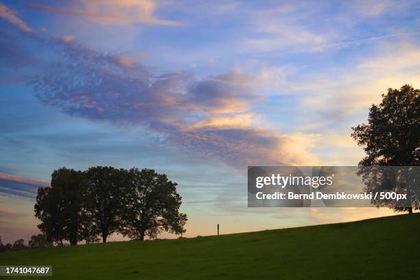 trees on field against sky during sunset - bernd dembkowski stock-fotos und bilder