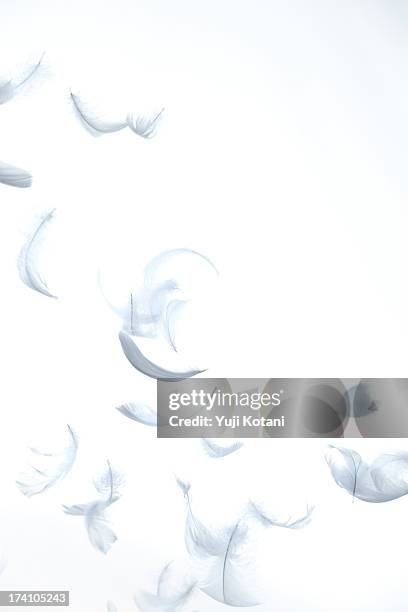 feather - feather floating stock pictures, royalty-free photos & images