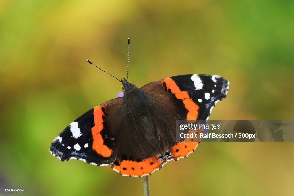 Close-up of butterfly pollinating on flower
