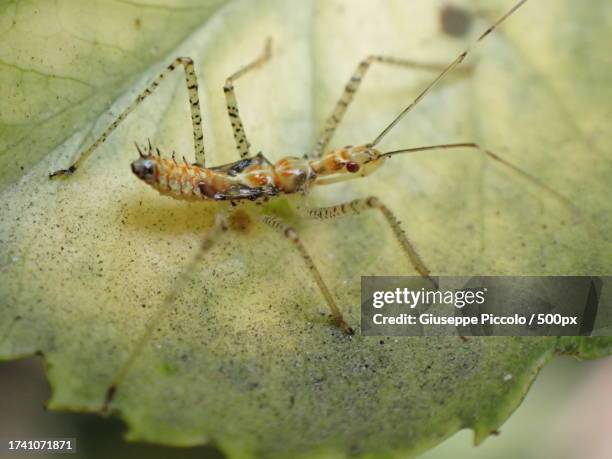 419 Pest Doctor Stock Photos, High-Res Pictures, and Images - Getty Images