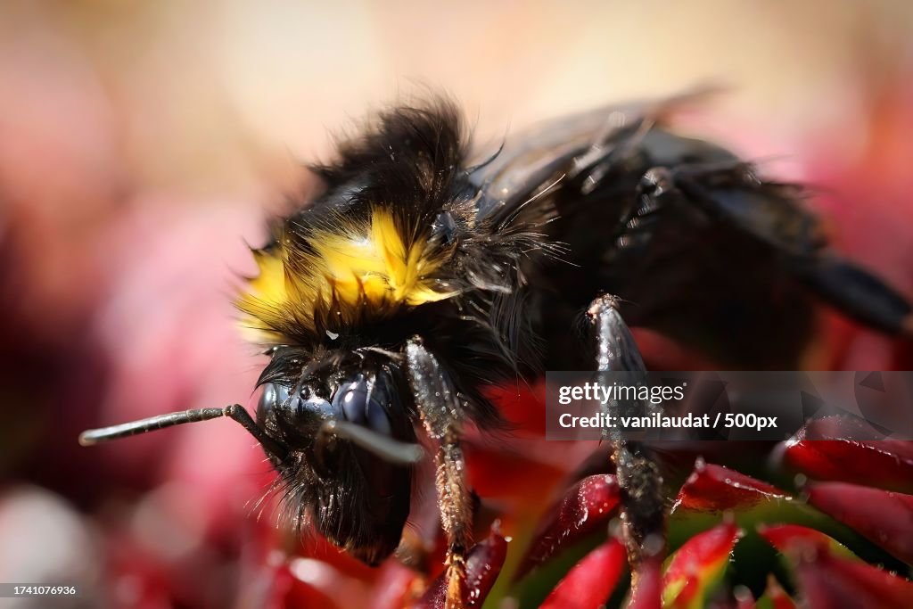 Close-up of bee on flower