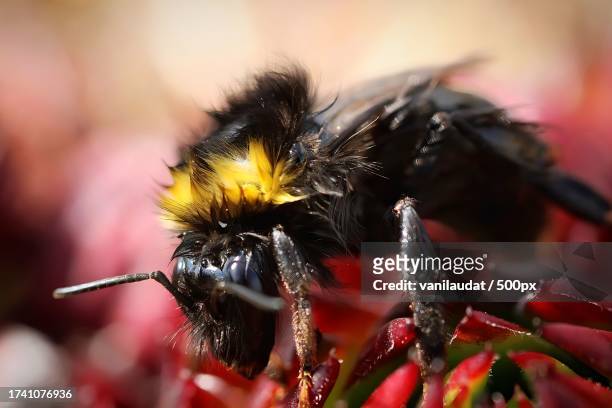 close-up of bee on flower - animal antenna stock pictures, royalty-free photos & images