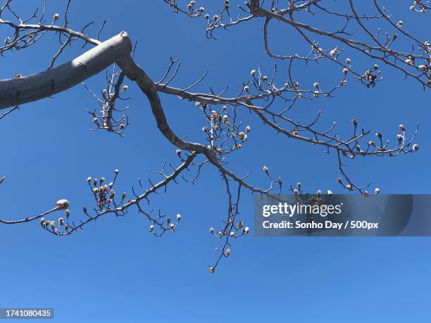 low angle view of cherry blossom against clear blue sky - sonho stockfoto's en -beelden