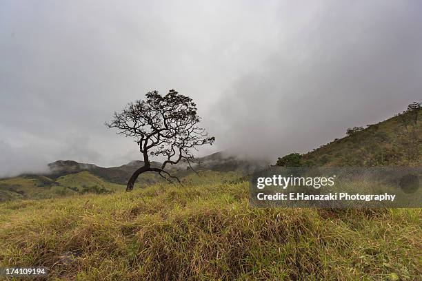 in the fog - parc national de serra da canastra photos et images de collection