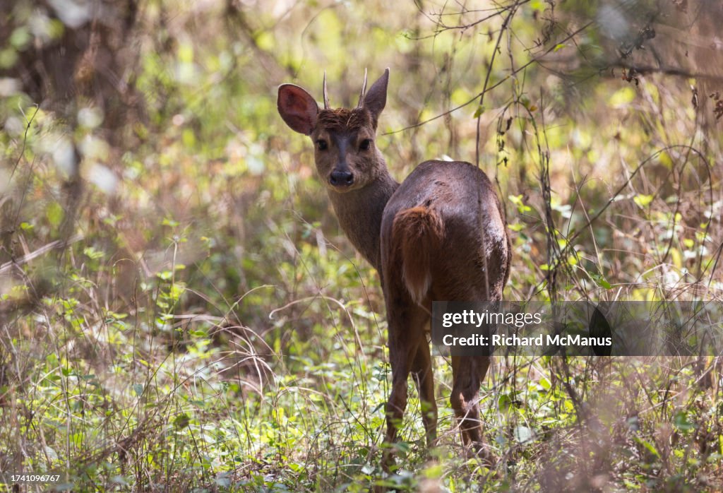 Red brocket deer