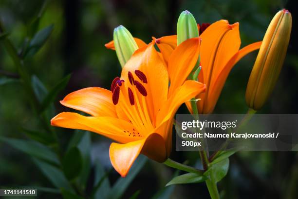 close-up of orange lily blooming outdoors - orange lily stock pictures, royalty-free photos & images