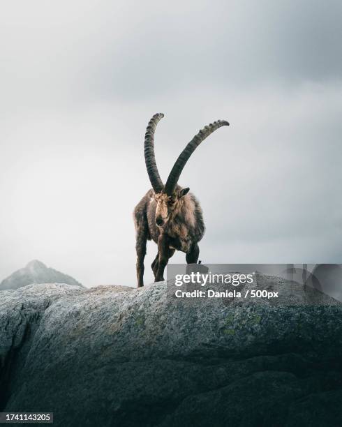 low angle view of animal on rock against sky - steinbock stock-fotos und bilder