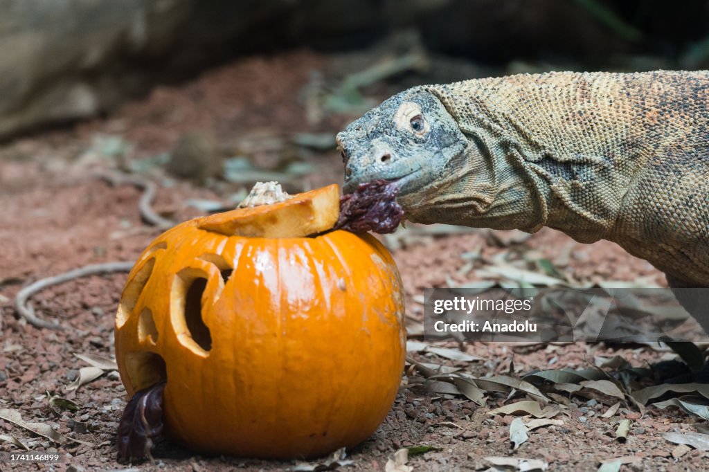 Animals Celebrate Halloween at London Zoo
