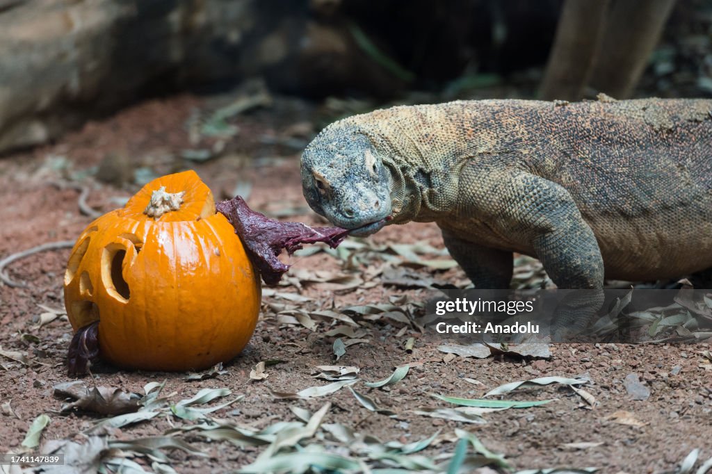 Animals Celebrate Halloween at London Zoo