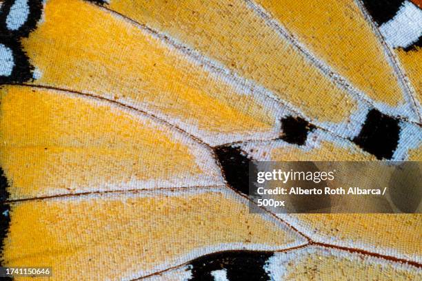 full frame shot of multi colored wall - butterfly print stock pictures, royalty-free photos & images