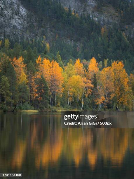 scenic view of lake in forest during autumn - arian stock pictures, royalty-free photos & images