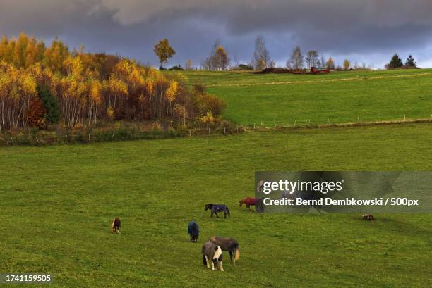 high angle view of cows grazing on grassy field - bernd dembkowski stock pictures, royalty-free photos & images