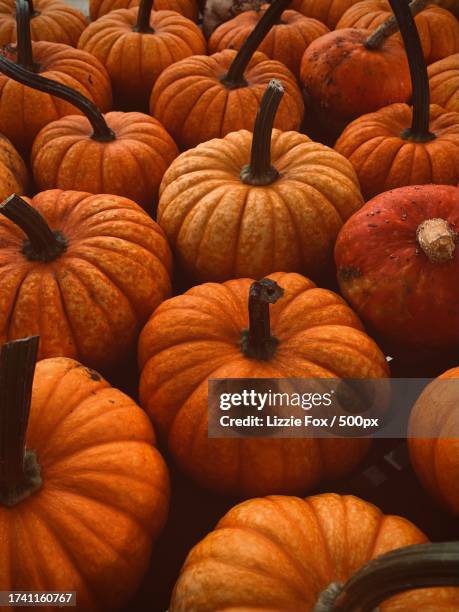 close-up of pumpkins for sale at market,tumwater,washington,united states,usa - tumwater stock pictures, royalty-free photos & images