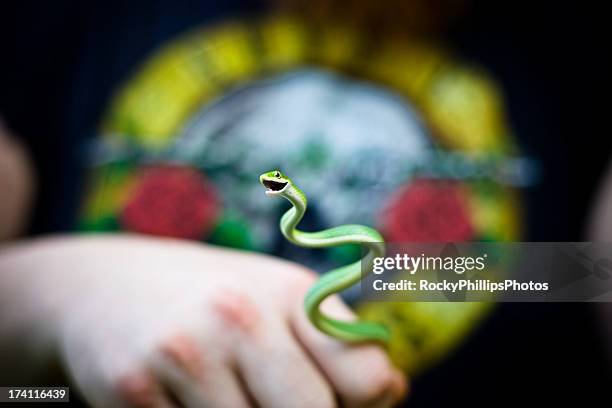 spring loaded - rough green snake stock pictures, royalty-free photos & images