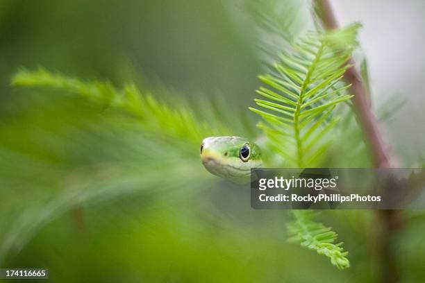 green limbs - opheodrys aestivus stock pictures, royalty-free photos & images