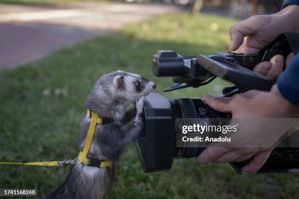 Turkish writer Ozlem Altuntas walks her pet ferret called 'Jojo' in Gaziosmanpasa district of Istanbul, Turkiye on October 20, 2023. Jojo has been...