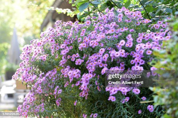 blooming aster - aster stock pictures, royalty-free photos & images