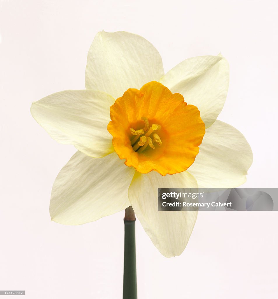 Single fresh white daffodil with yellow trumpet