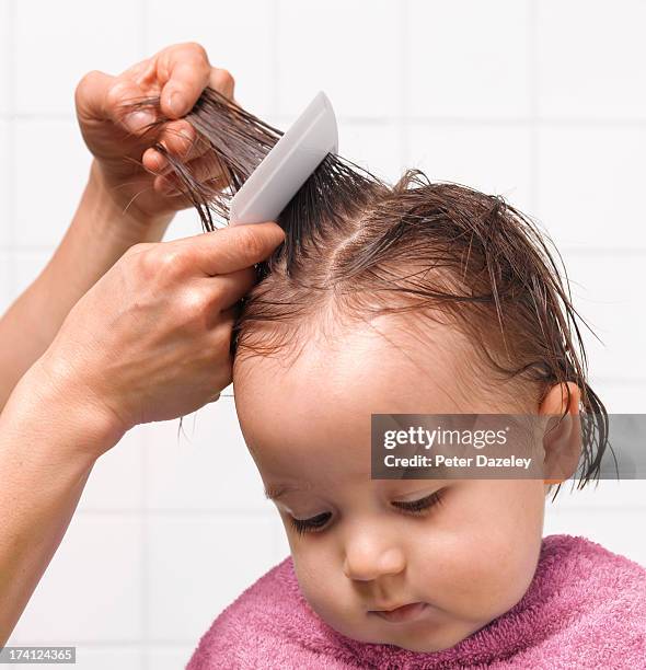 combing for head lice - piolho humano imagens e fotografias de stock