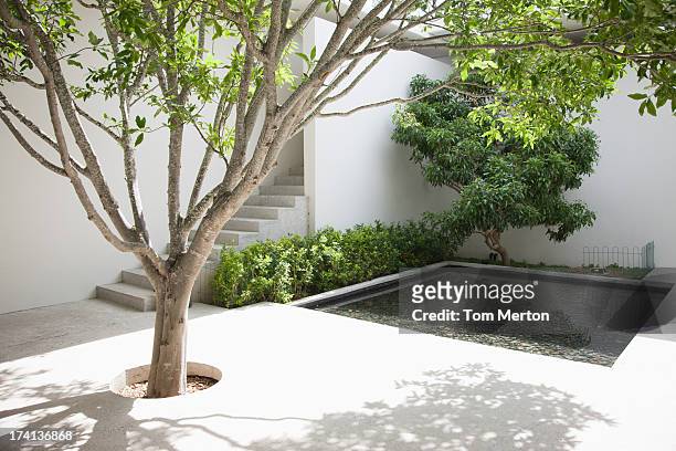 albero e piscina in cortile - cortile foto e immagini stock