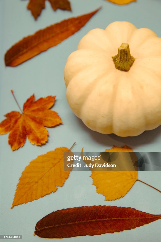 Miniature white pumpkin with colorful fall leaves on pale blue background
