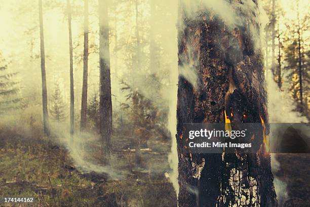 a controlled forest burn, a deliberate fire set to create a healthier and more sustainable forest ecosystem. the prescribed burn of forest creates the right condition for regrowth. - controlled fire stockfoto's en -beelden