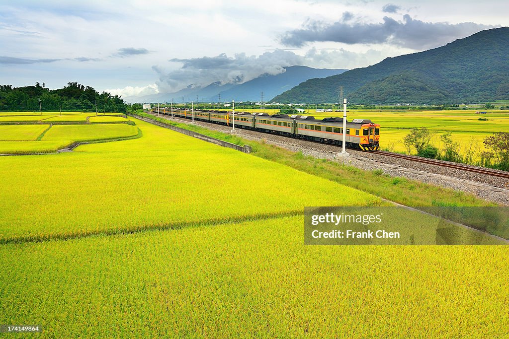 Rice field with train