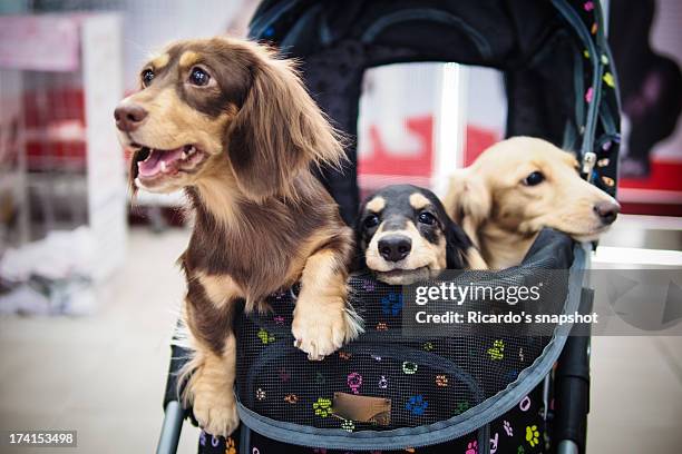 3 Sausage Dogs High-Res Stock Photo