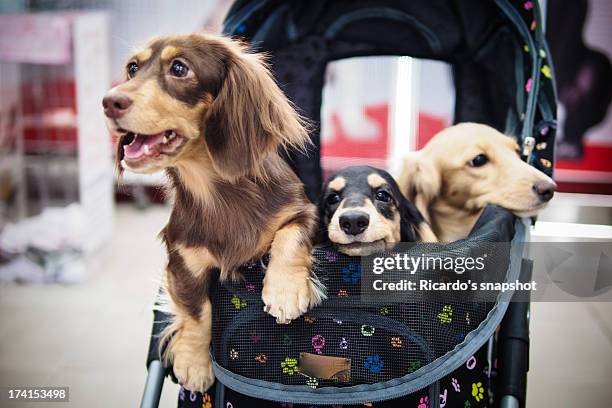 3 sausage dogs - prams stock pictures, royalty-free photos & images