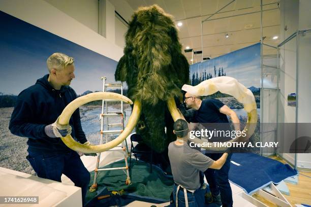 Woolly mammoth is installed as part of the American Museum of Natural History's "The Secret World of Elephants" exhibition in New York, October 23,...