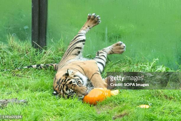 Sumatran tiger celebrates Halloween early with pumpkin treats at ZSL London Zoo in London.