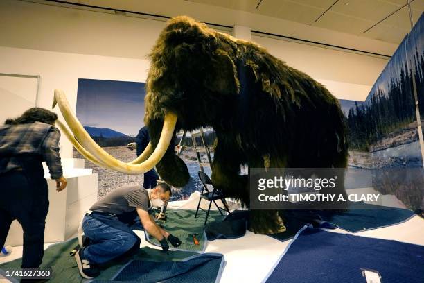 Woolly mammoth is installed as part of the American Museum of Natural History's "The Secret World of Elephants" exhibition in New York, October 23,...