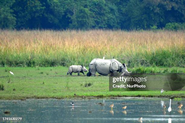 Mother and calf one horned Rhinoceros pair graze at the Pobitora wildlife sanctuary on the outskirts of Guwahati, India on Oct 23 ,2023.